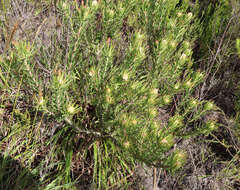 Image of Leucadendron spissifolium subsp. phillipsii (Hutch.) I. Williams