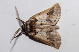 Image of Declana junctilinea Walker 1865