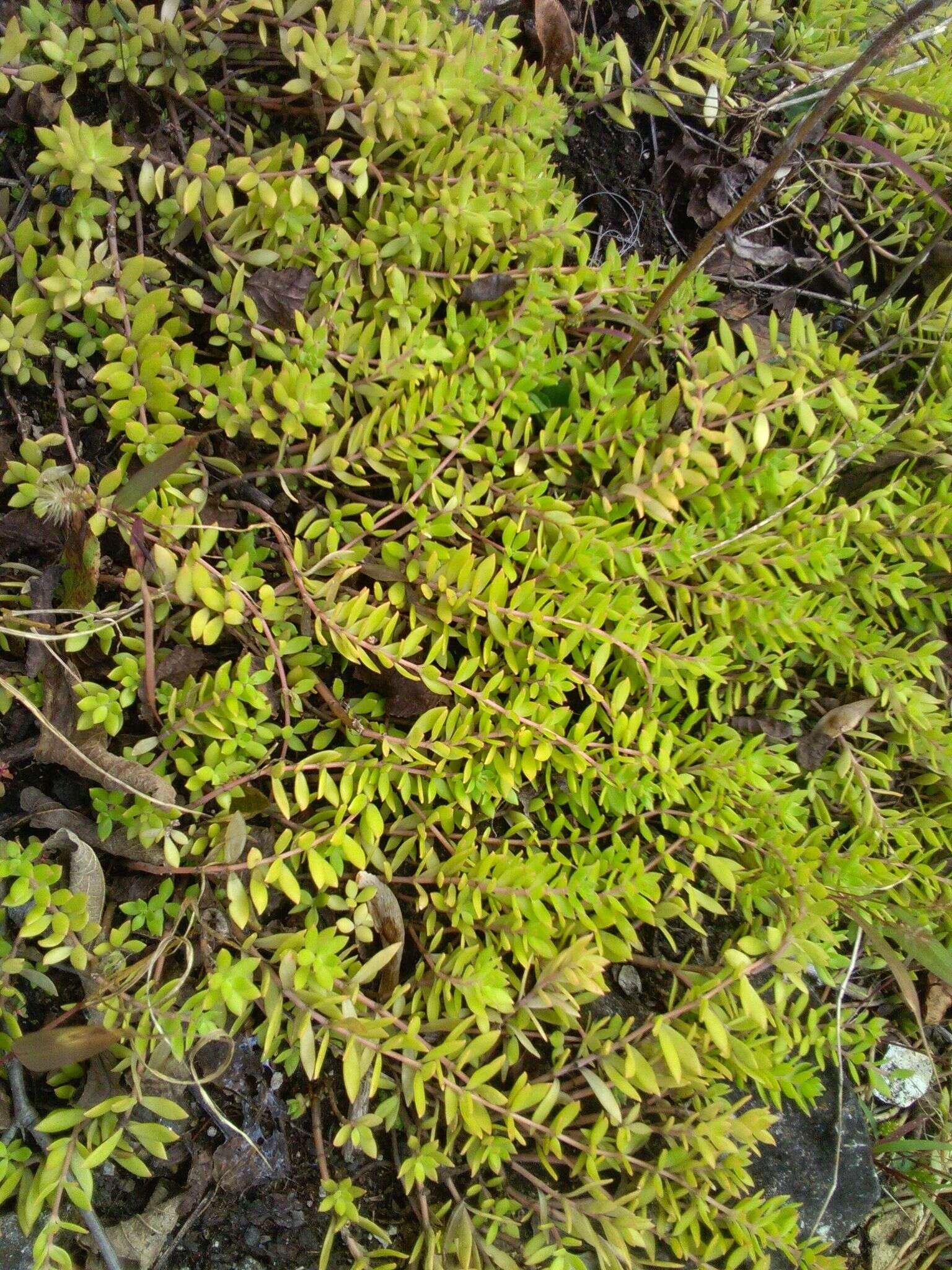 Image of stringy stonecrop