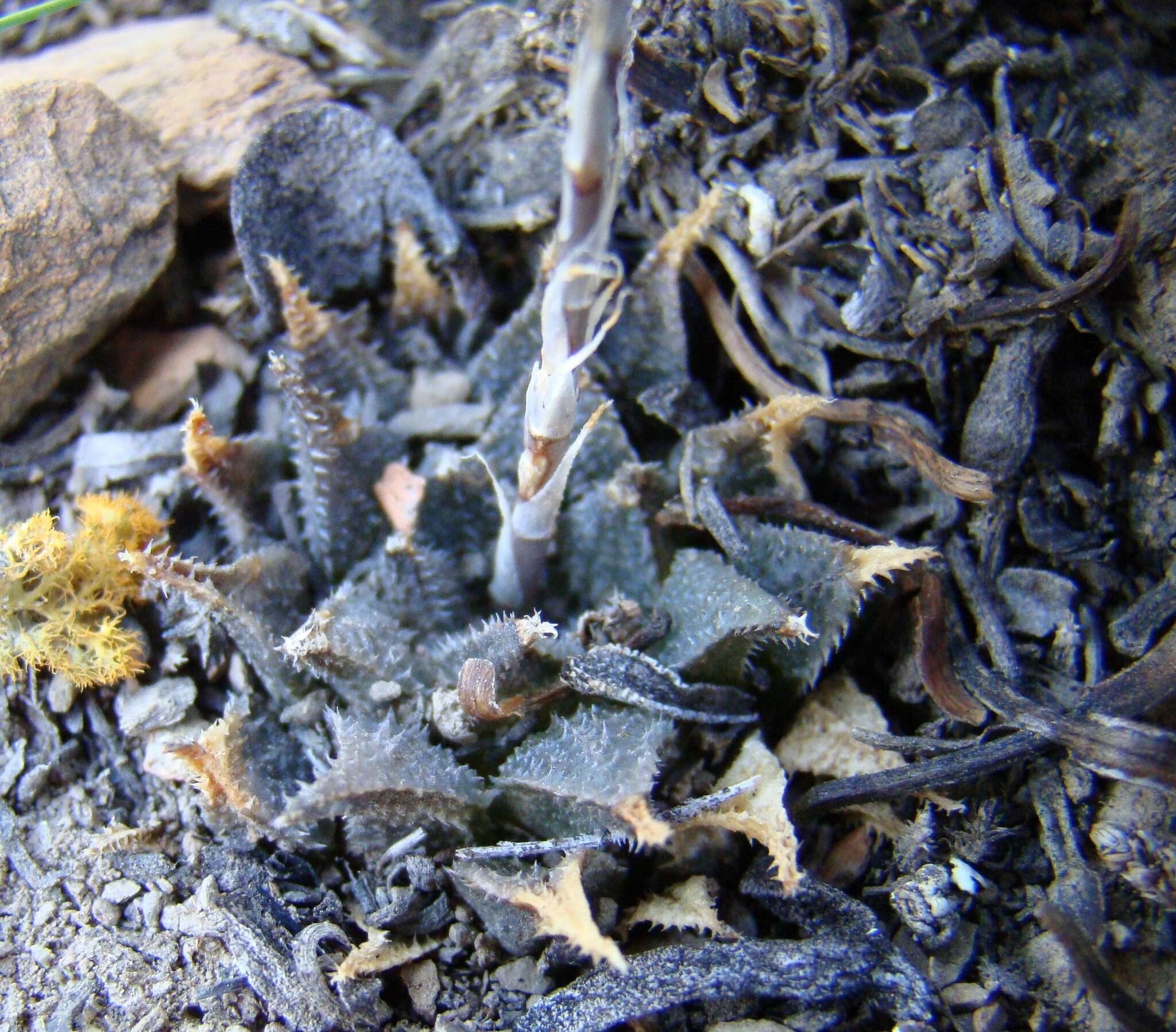 Image of Haworthia maraisii var. maraisii