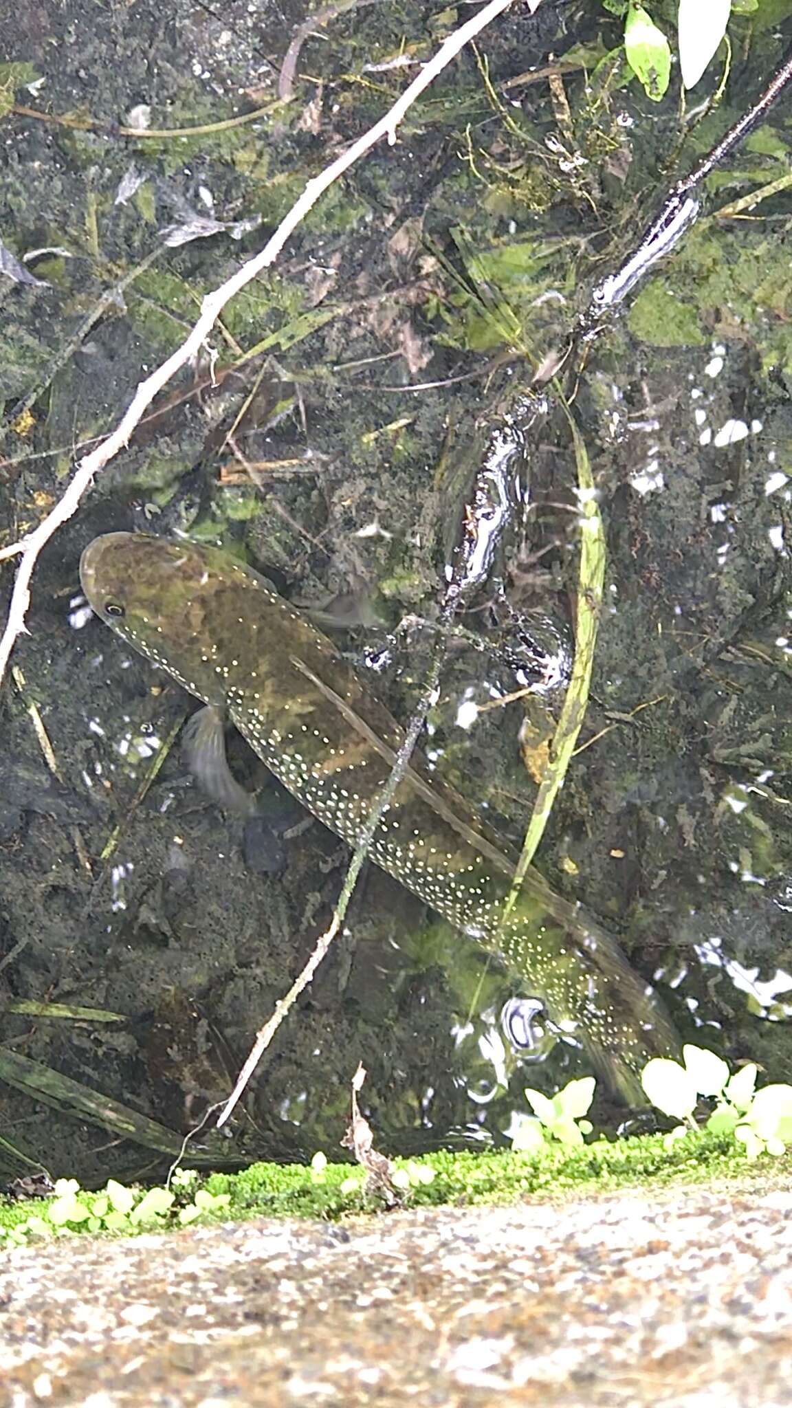 Image of Small snakehead