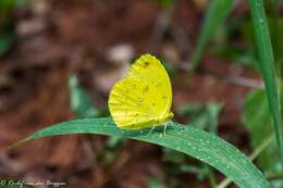 Image of <i>Eurema <i>floricola</i></i> floricola