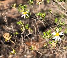 Image de Olearia muelleri (Sonder) Benth.