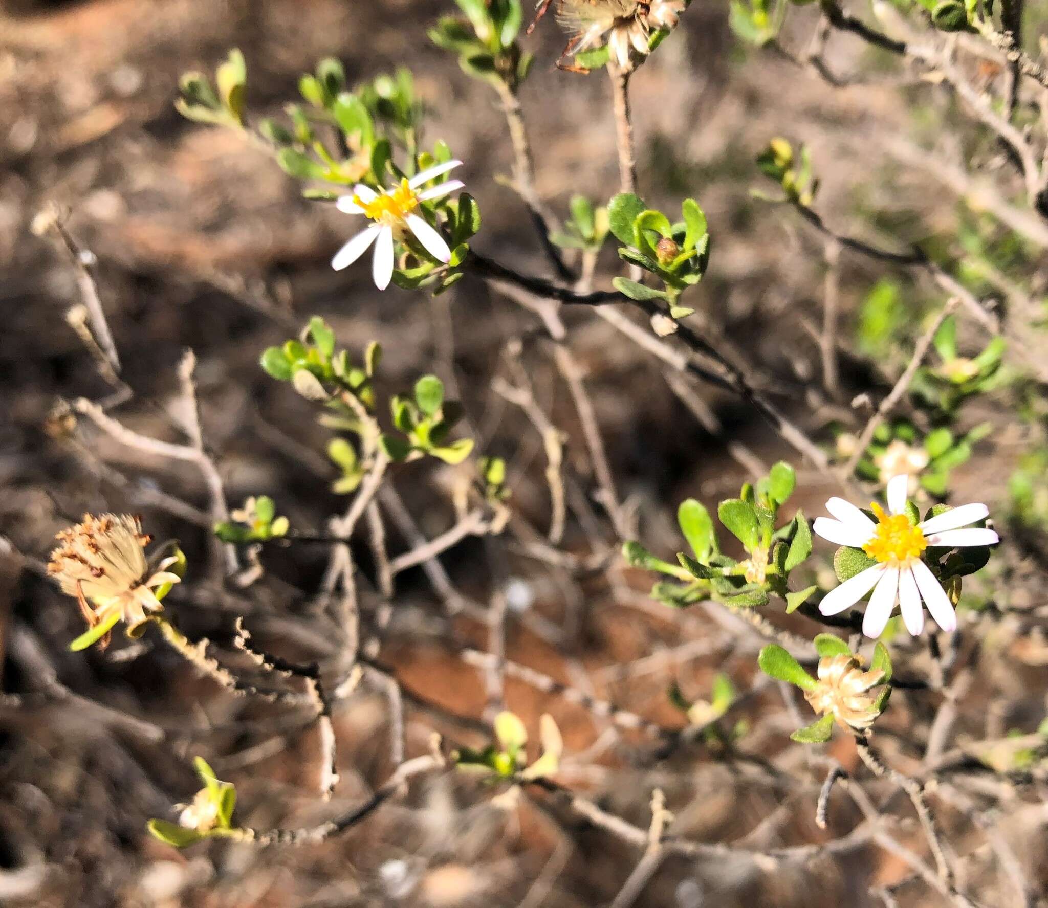 Image of Dusky Daisy-bush