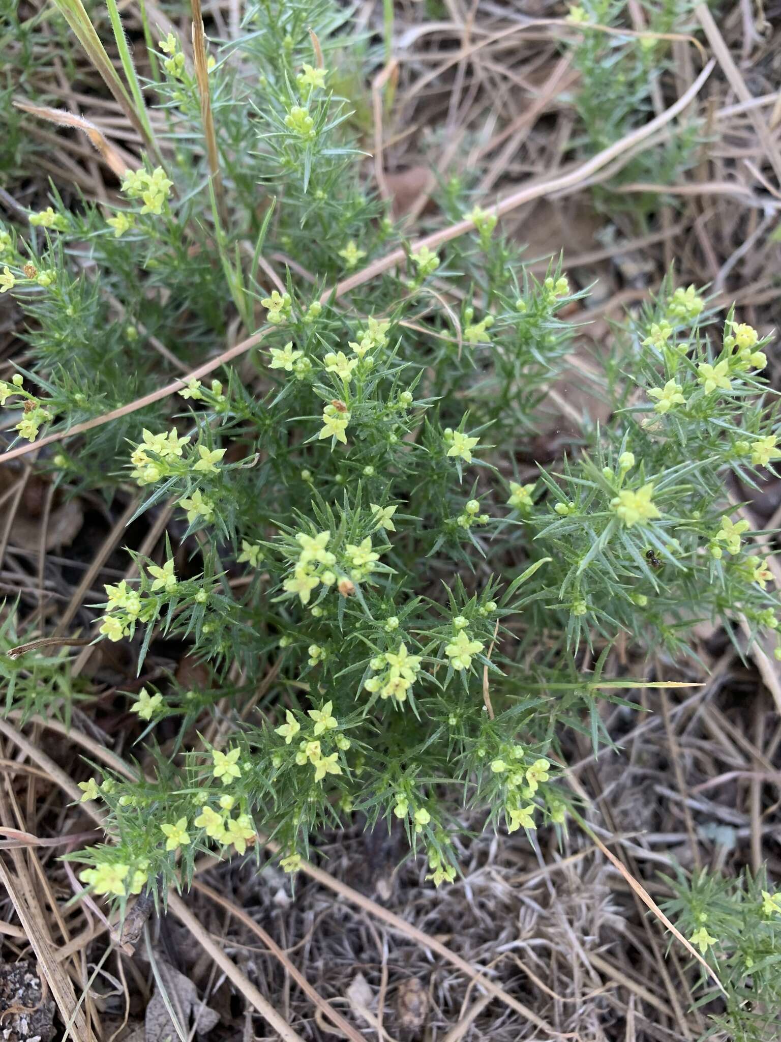 Plancia ëd Galium andrewsii subsp. gatense (Dempster) Dempster & Stebbins