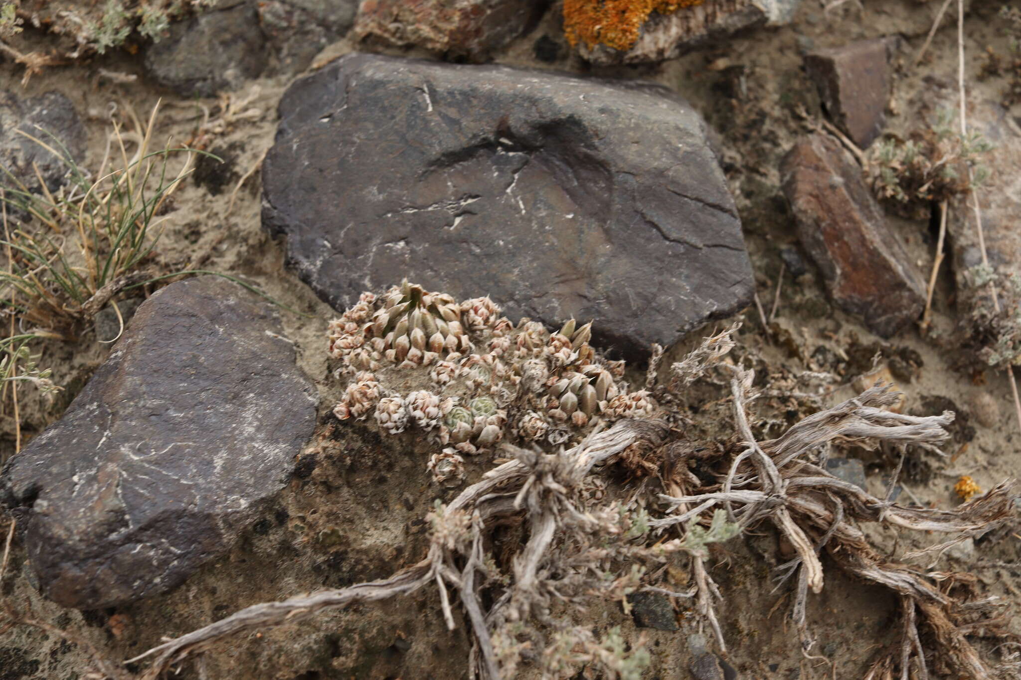 Image de Orostachys thyrsiflora (DC.) Fisch. ex Sweet