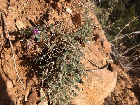 Image of woolly locoweed