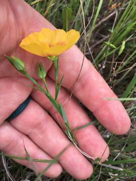 Image of stiffstem flax