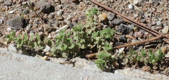 Image of Grey Field-speedwell