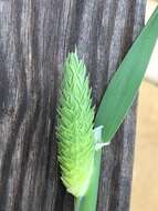 Image of shortspike canarygrass