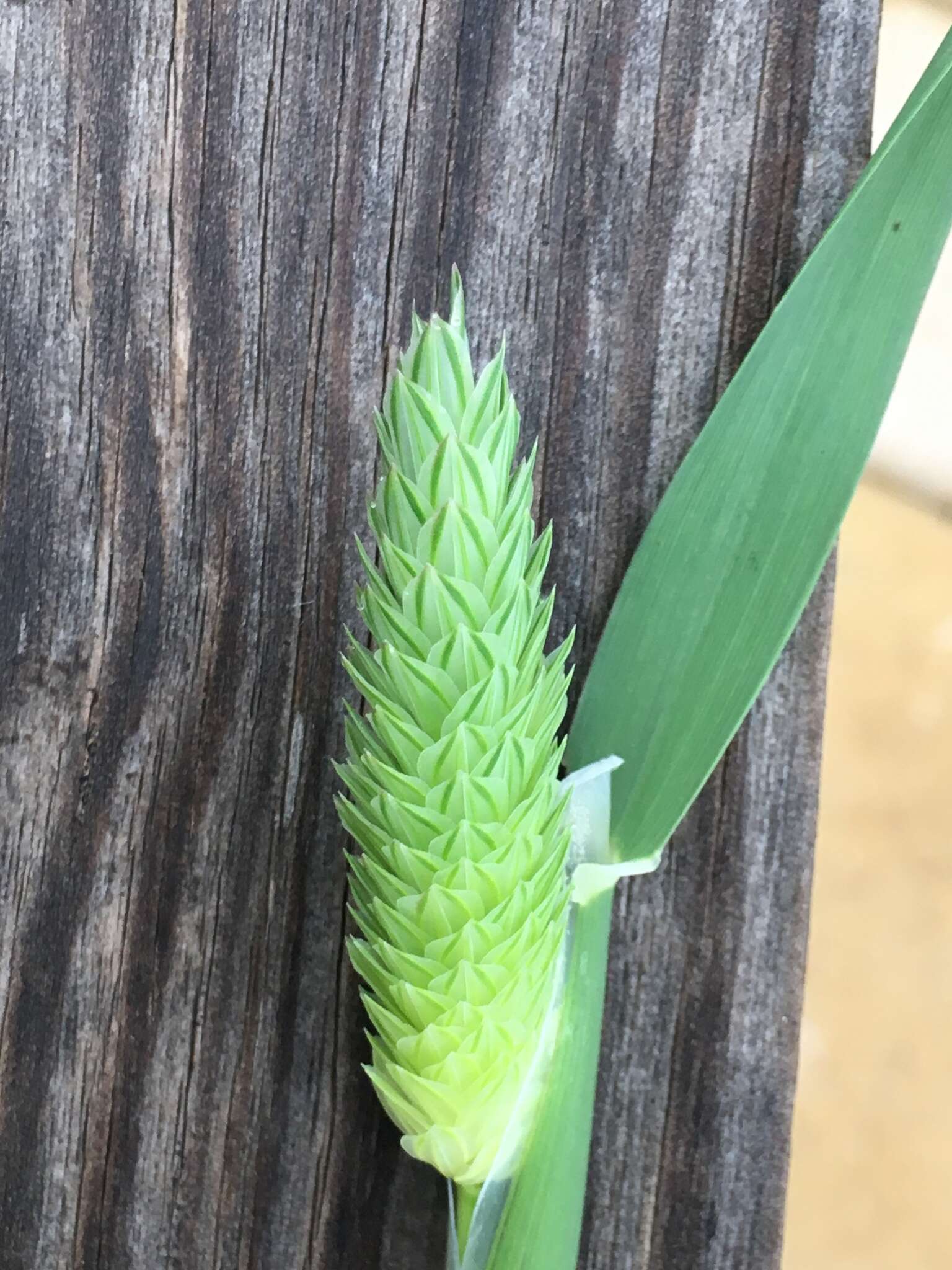 Imagem de Phalaris brachystachys Link