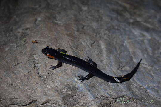 Image of Jordan's Salamander