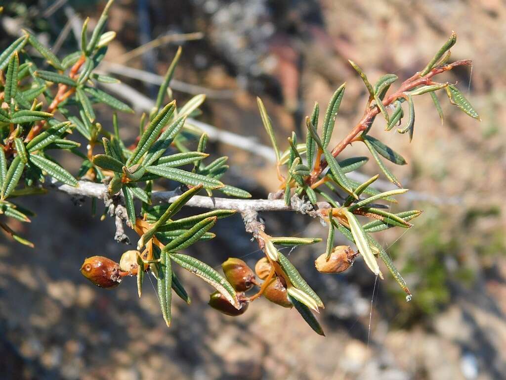 Image of Searsia rosmarinifolia (Vahl) F. A. Barkley