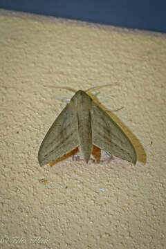 Image of Pale Brown Hawkmoth