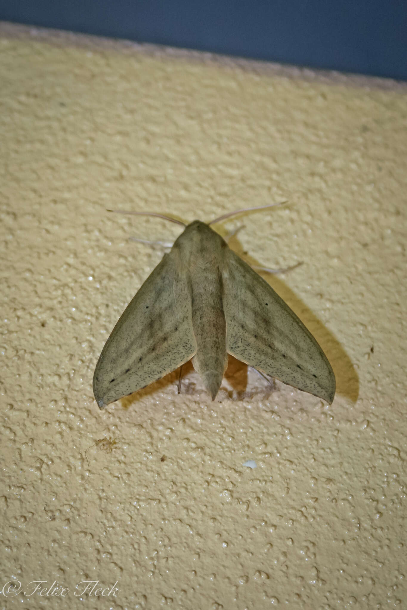 Image of Pale Brown Hawkmoth