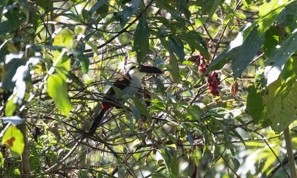 Image of Black-billed Mountain Toucan