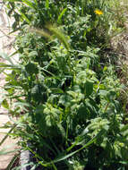Image of Mentha suaveolens subsp. suaveolens