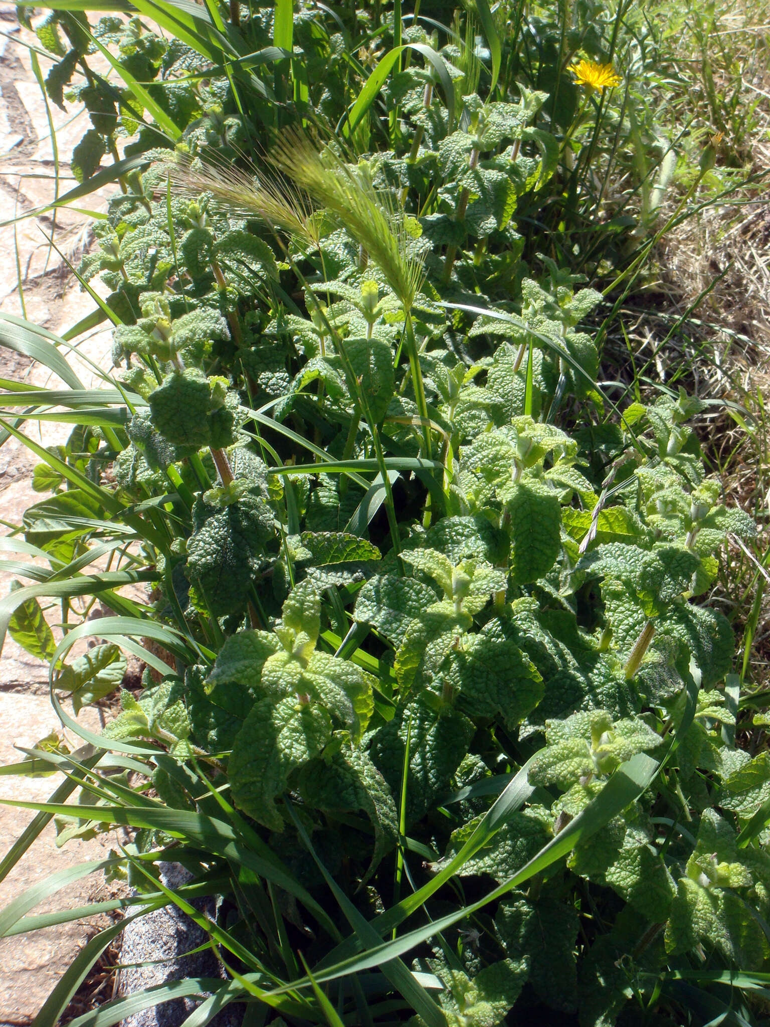 Mentha suaveolens subsp. suaveolens的圖片