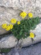 Image of granite draba