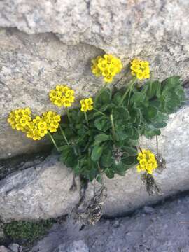 Image of granite draba