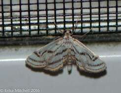 Image of Chestnut-marked Pondweed Moth