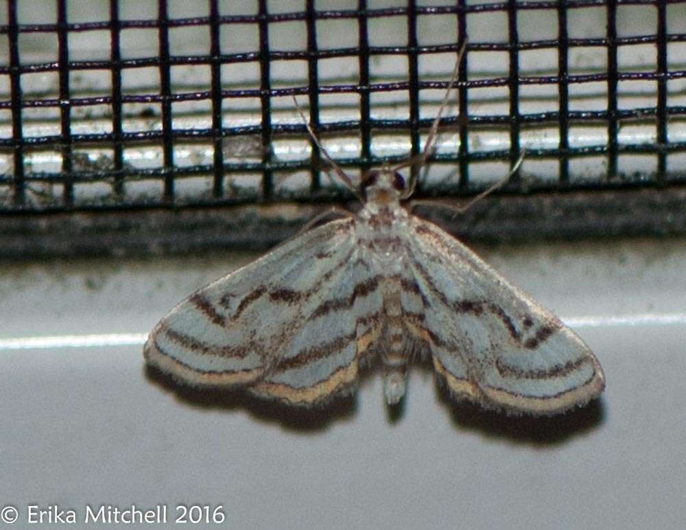 Image of Chestnut-marked Pondweed Moth