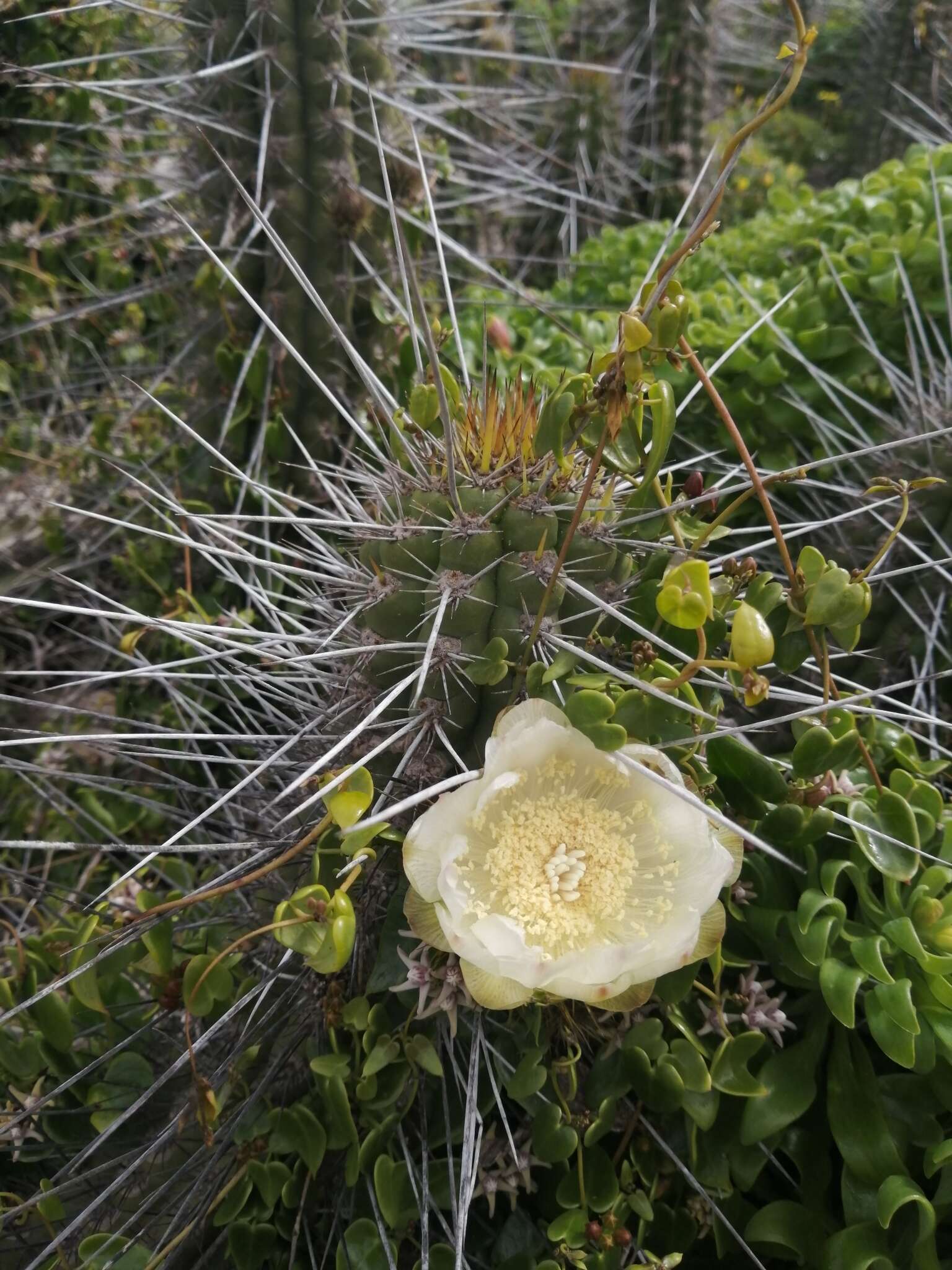 Plancia ëd Eulychnia castanea (K. Schum.) Phil.