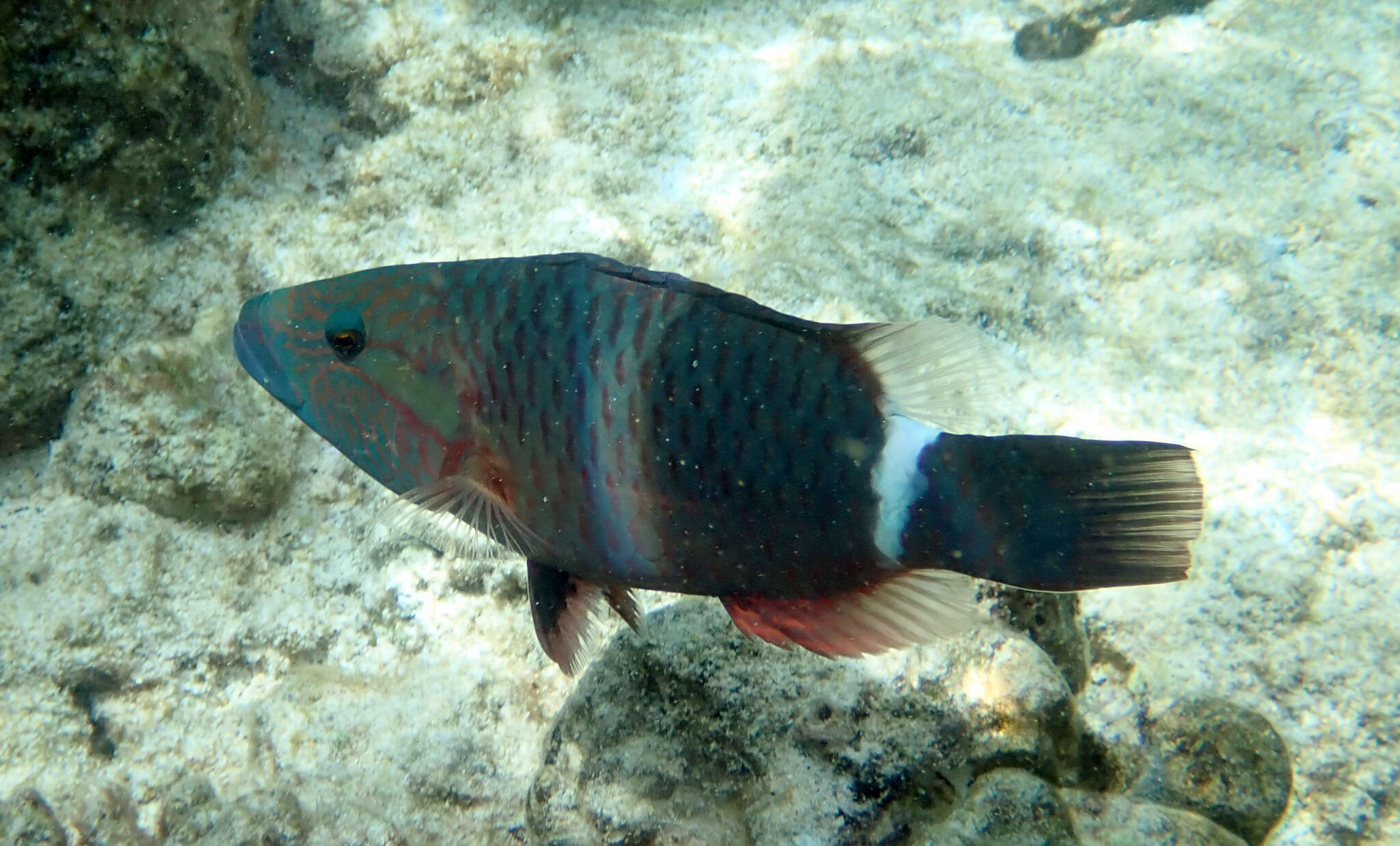 Image of Ringtail maori wrasse