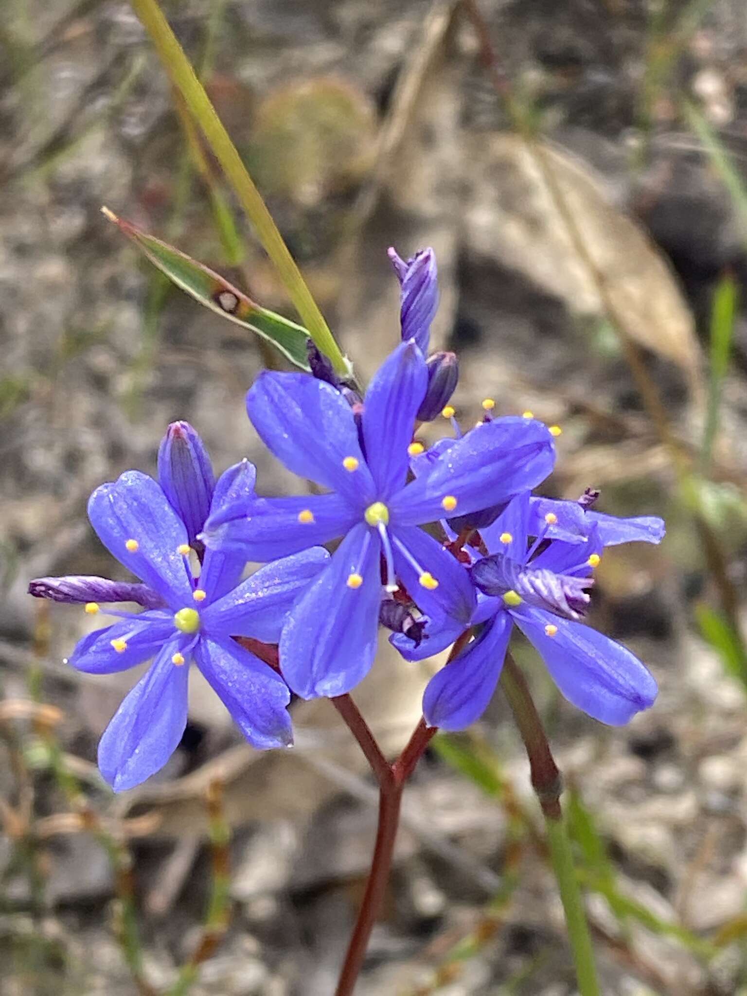 Sivun Chamaescilla spiralis (Endl.) F. Muell. kuva