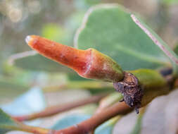 Image of Eucalyptus platypus subsp. platypus