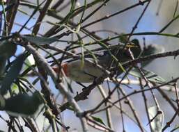 Image of Mistletoebird