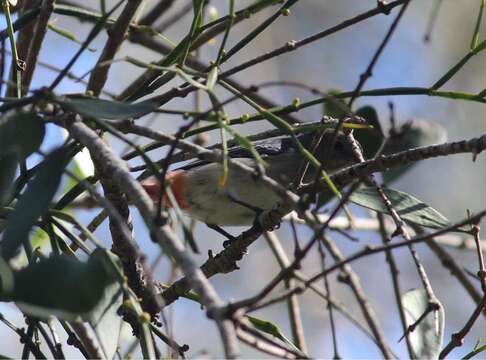 Image of Mistletoebird