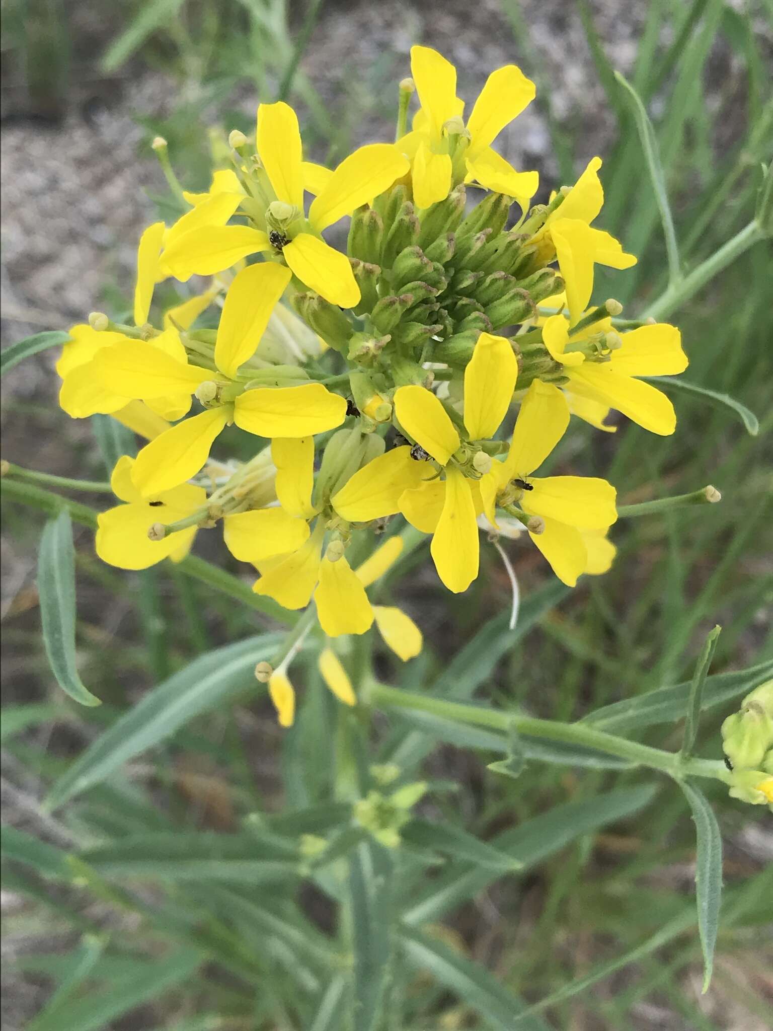 Imagem de Erysimum asperum (Nutt.) DC.