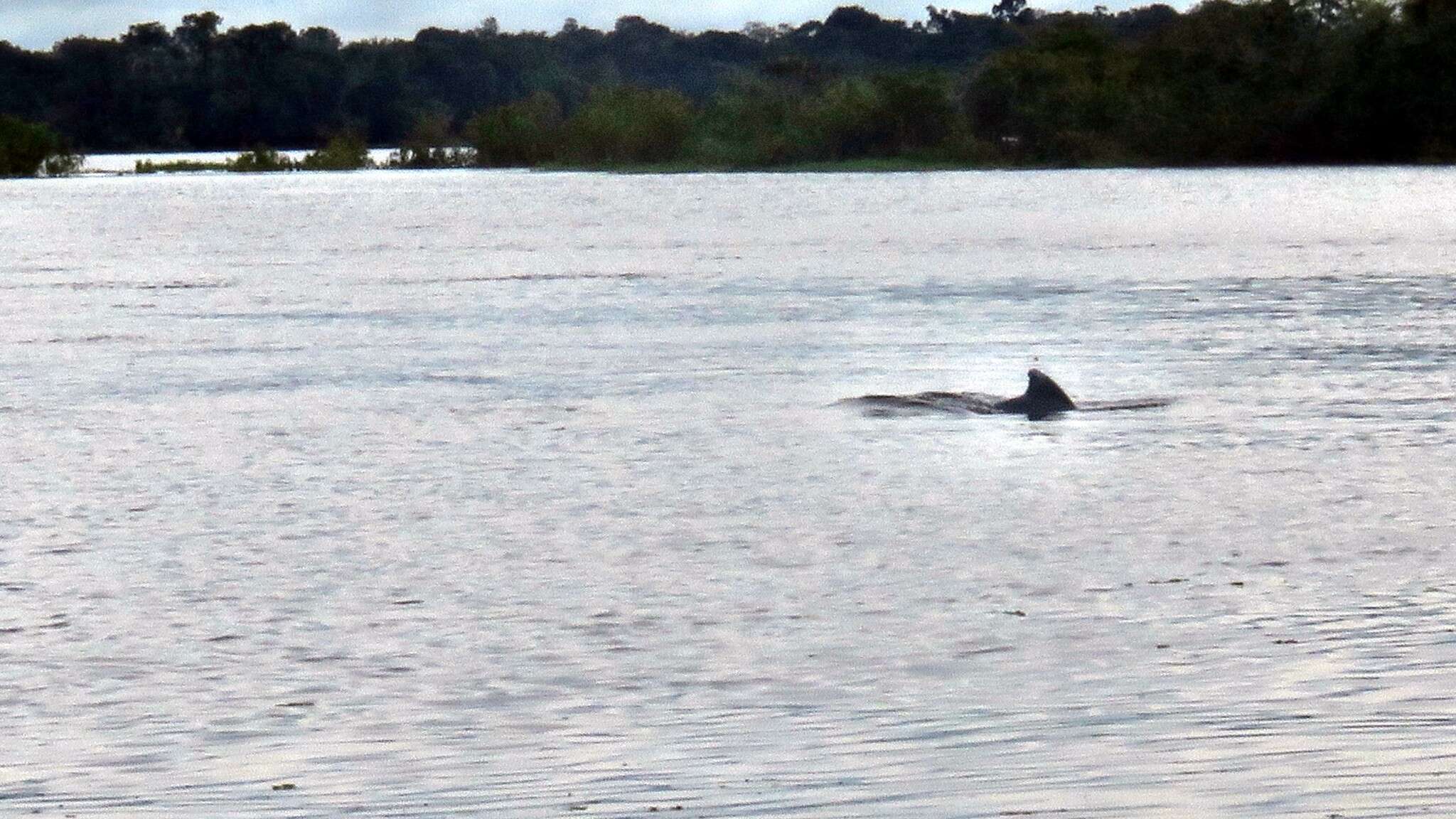 Image of Amazon River Dolphin