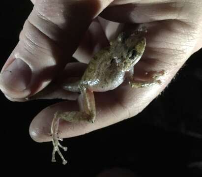 Image of Bogota Robber Frog