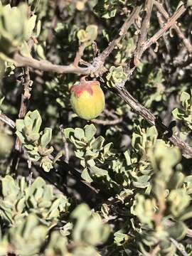 Image of Diospyros pubescens Pers.