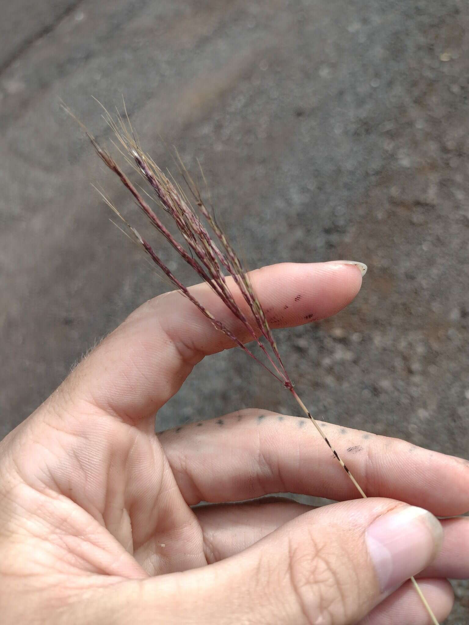 Plancia ëd Dichanthium annulatum var. annulatum