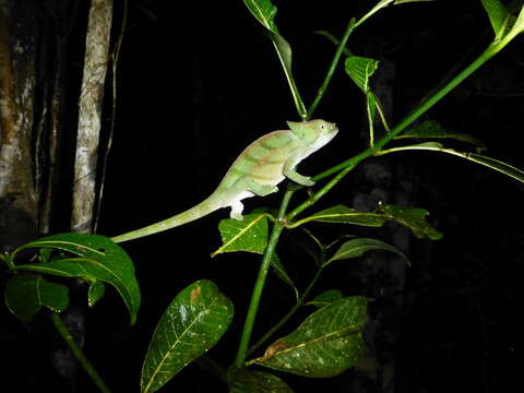 Image of Parson's Chameleon