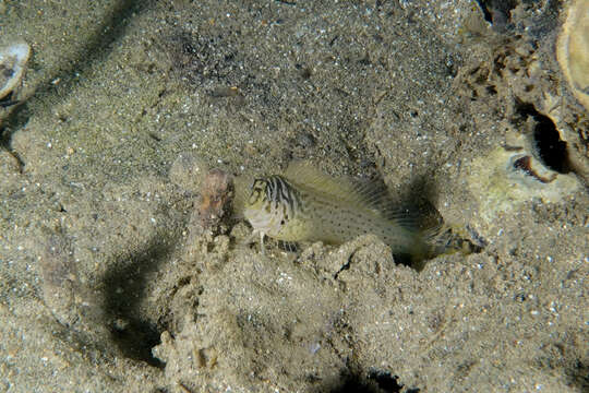 Image of Oyster Blenny