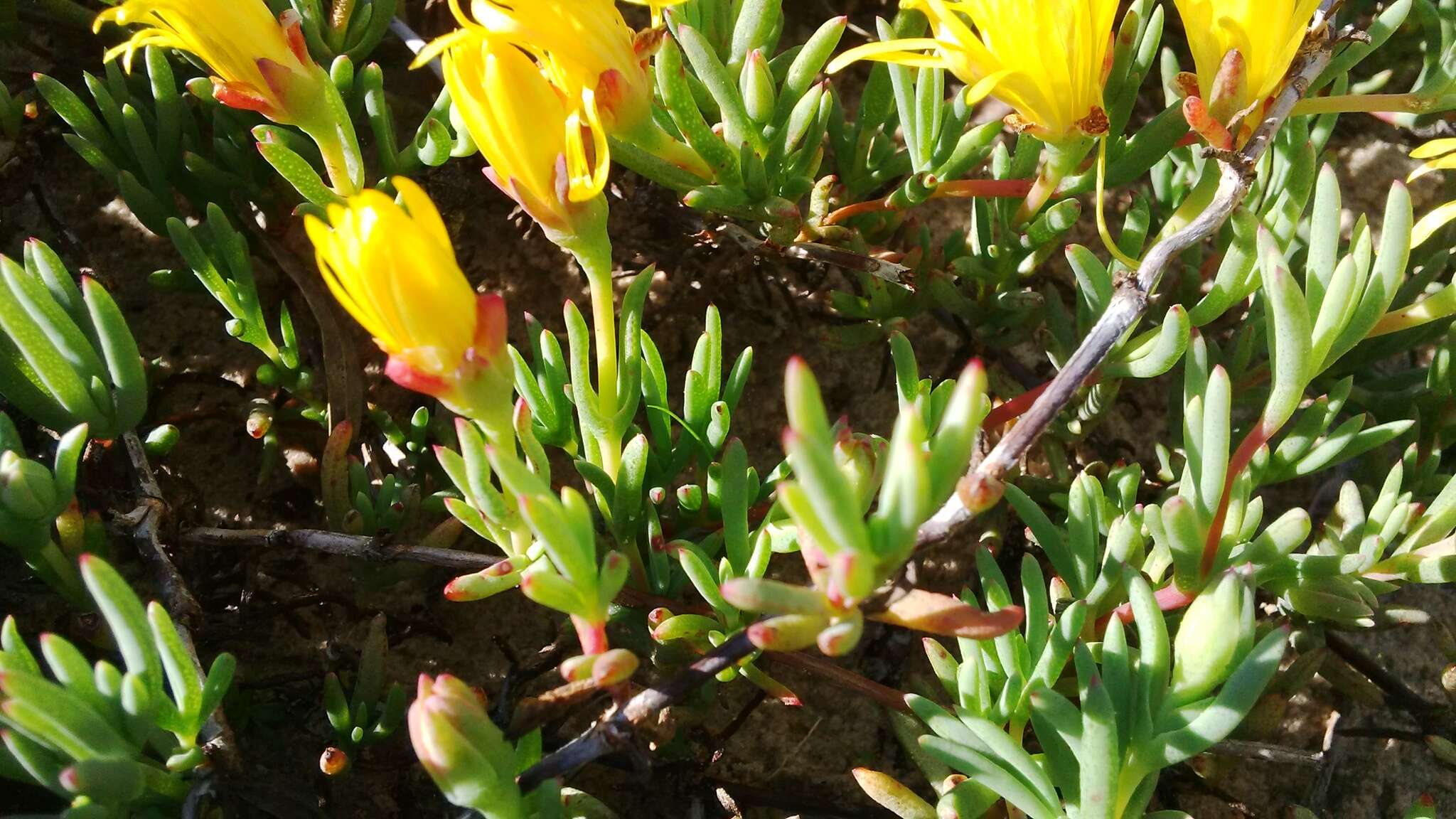 Image of Lampranthus explanatus (L. Bol.) N. E. Br.