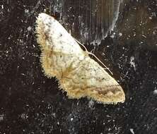 صورة Idaea pilosata Warren 1898