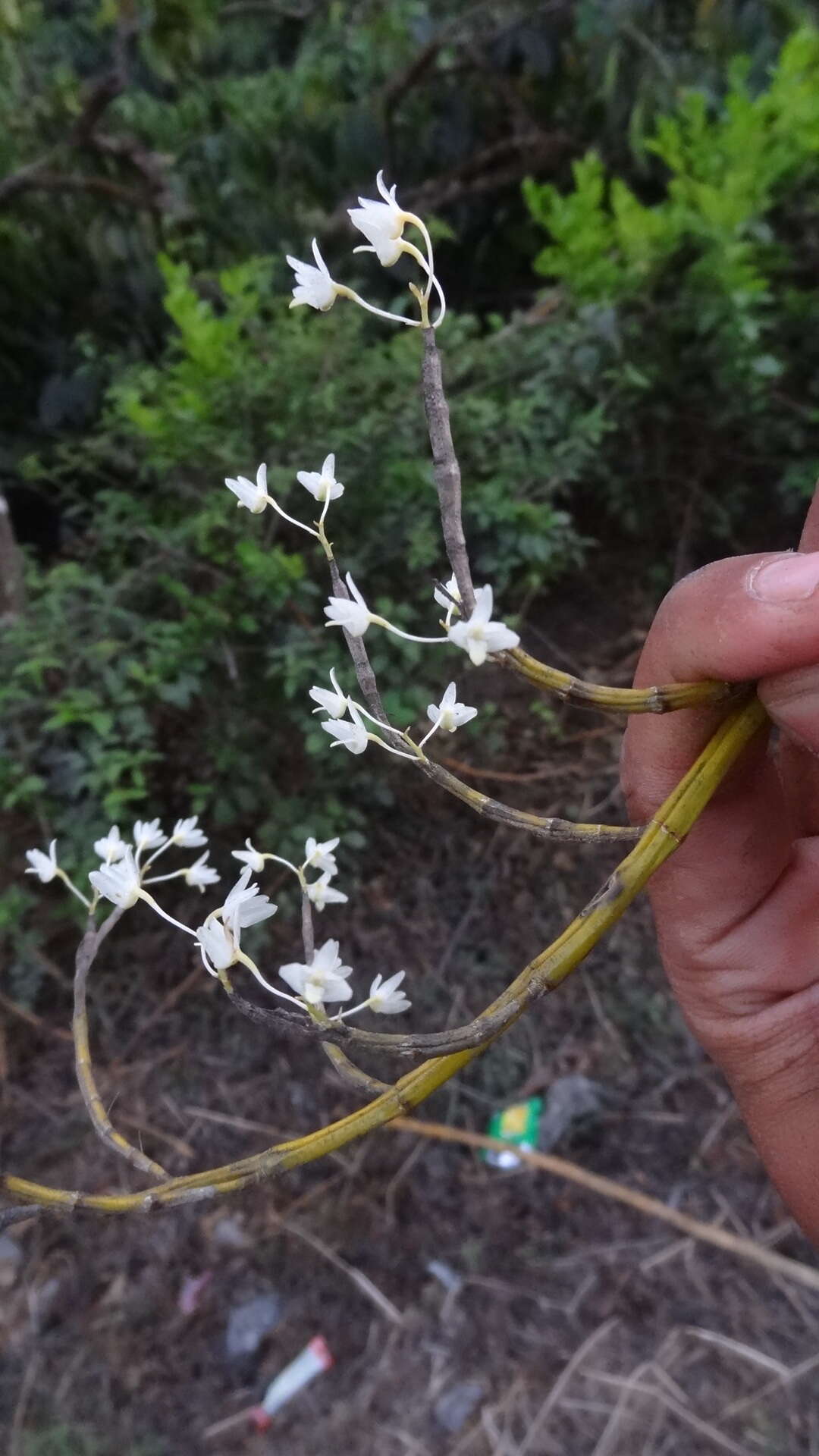 Image of Dendrobium herbaceum Lindl.