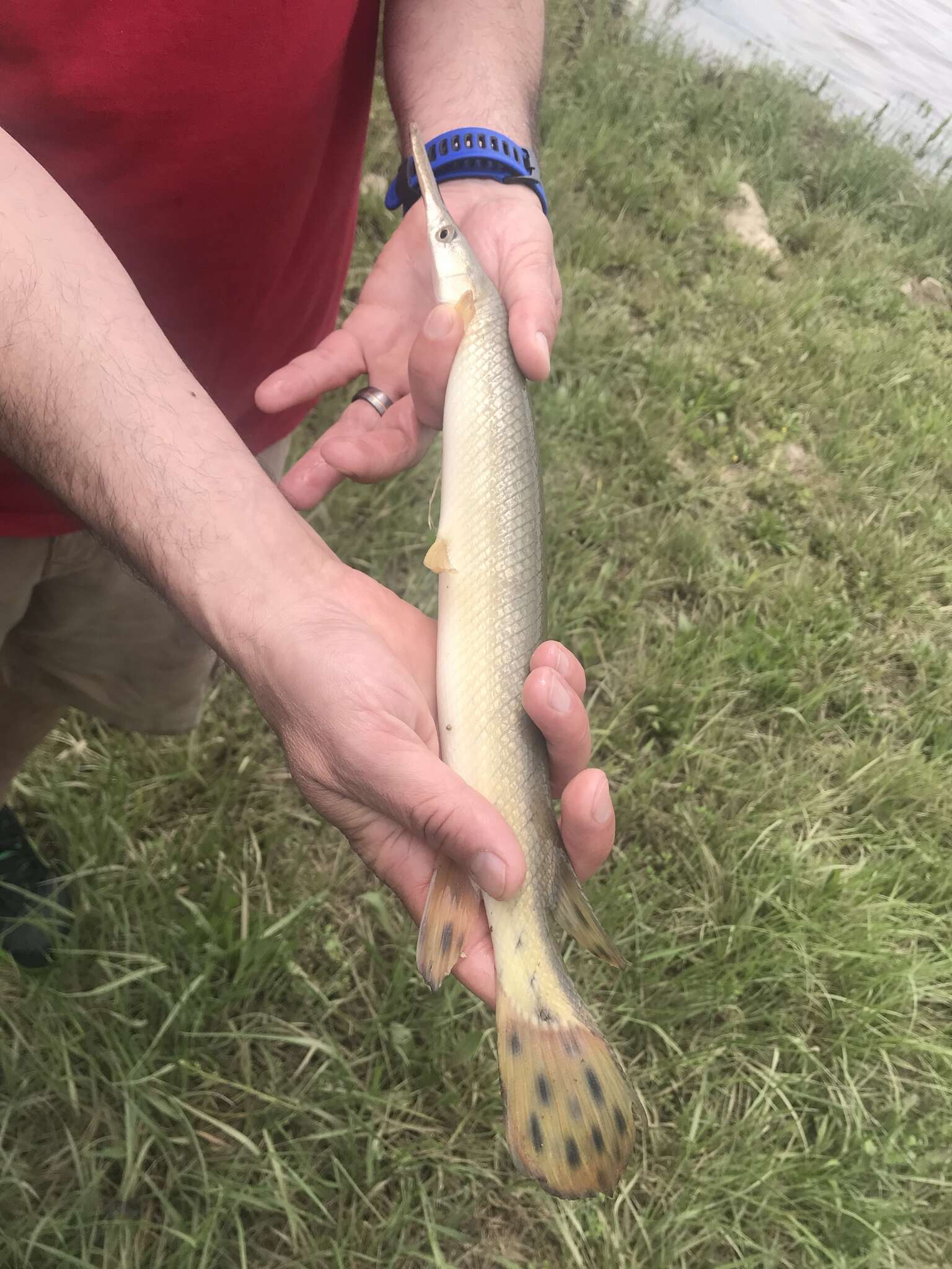 Image of Shortnose Gar