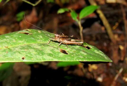 صورة Eneoptera nigripedis Robillard 2005