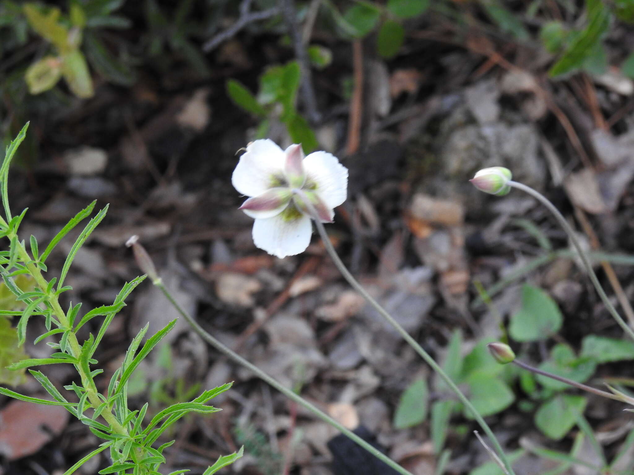 Image de <i>Calochortus ownbeyi</i>