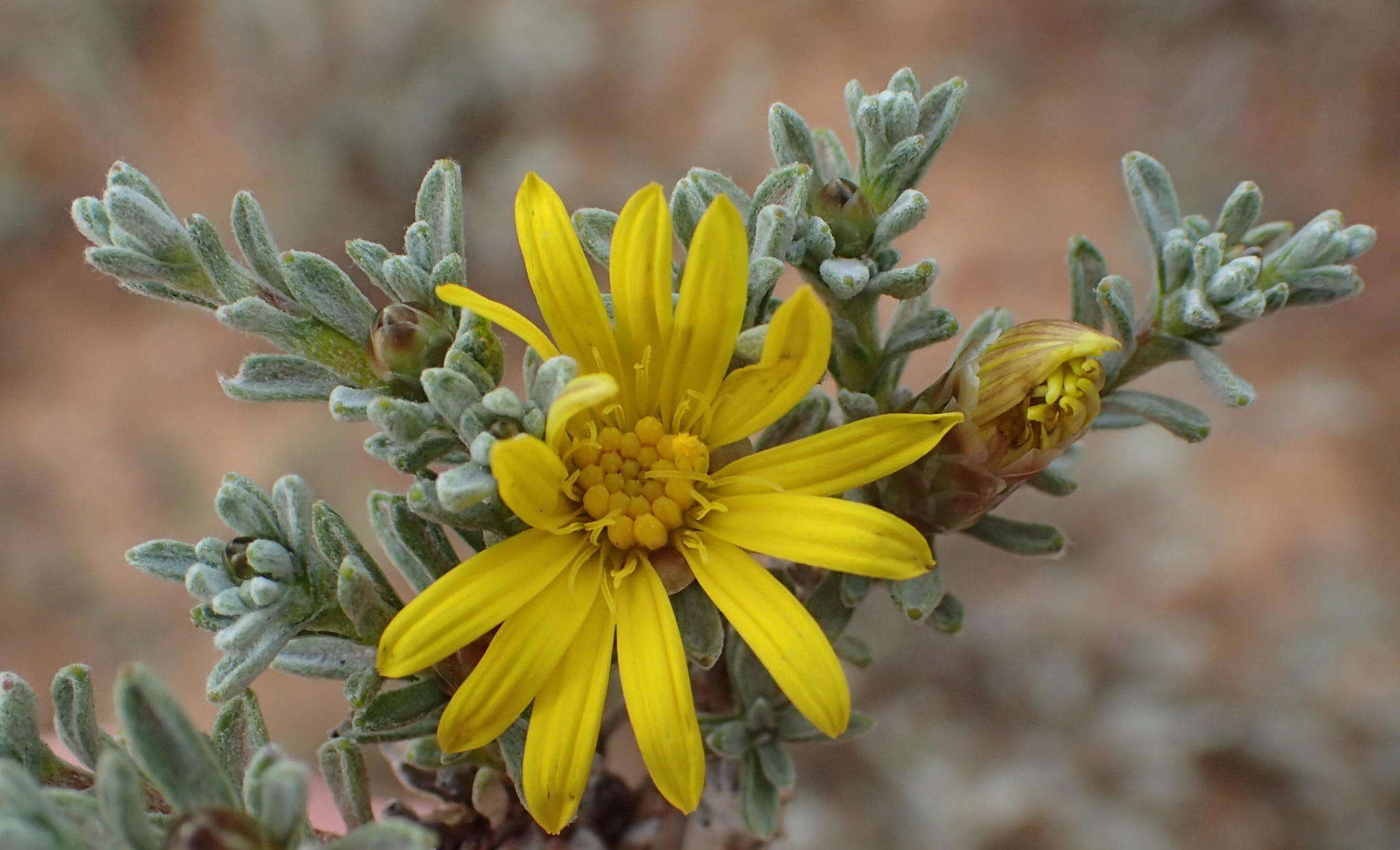 Image of Oedera oppositifolia (DC.) N. G. Bergh