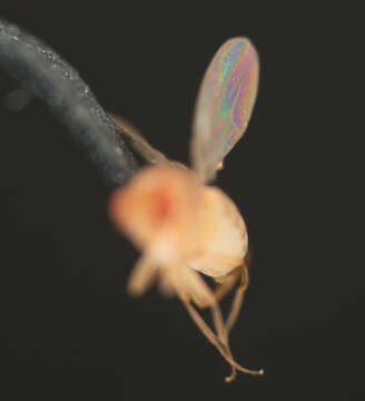 Image of fruit fly