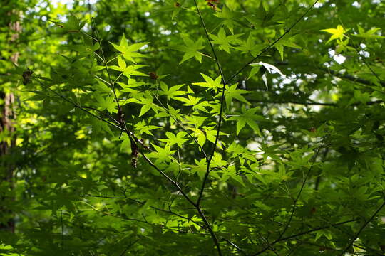 Image of Japanese maple