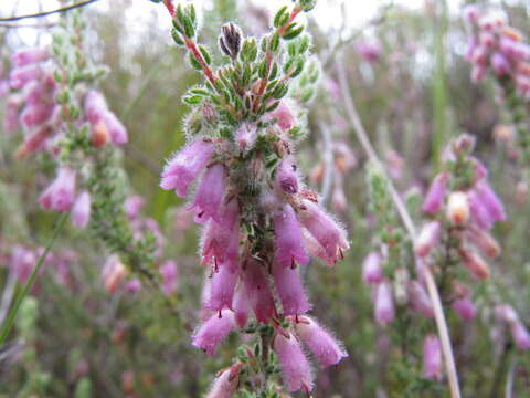 Image of Erica garciae E. G. H. Oliver