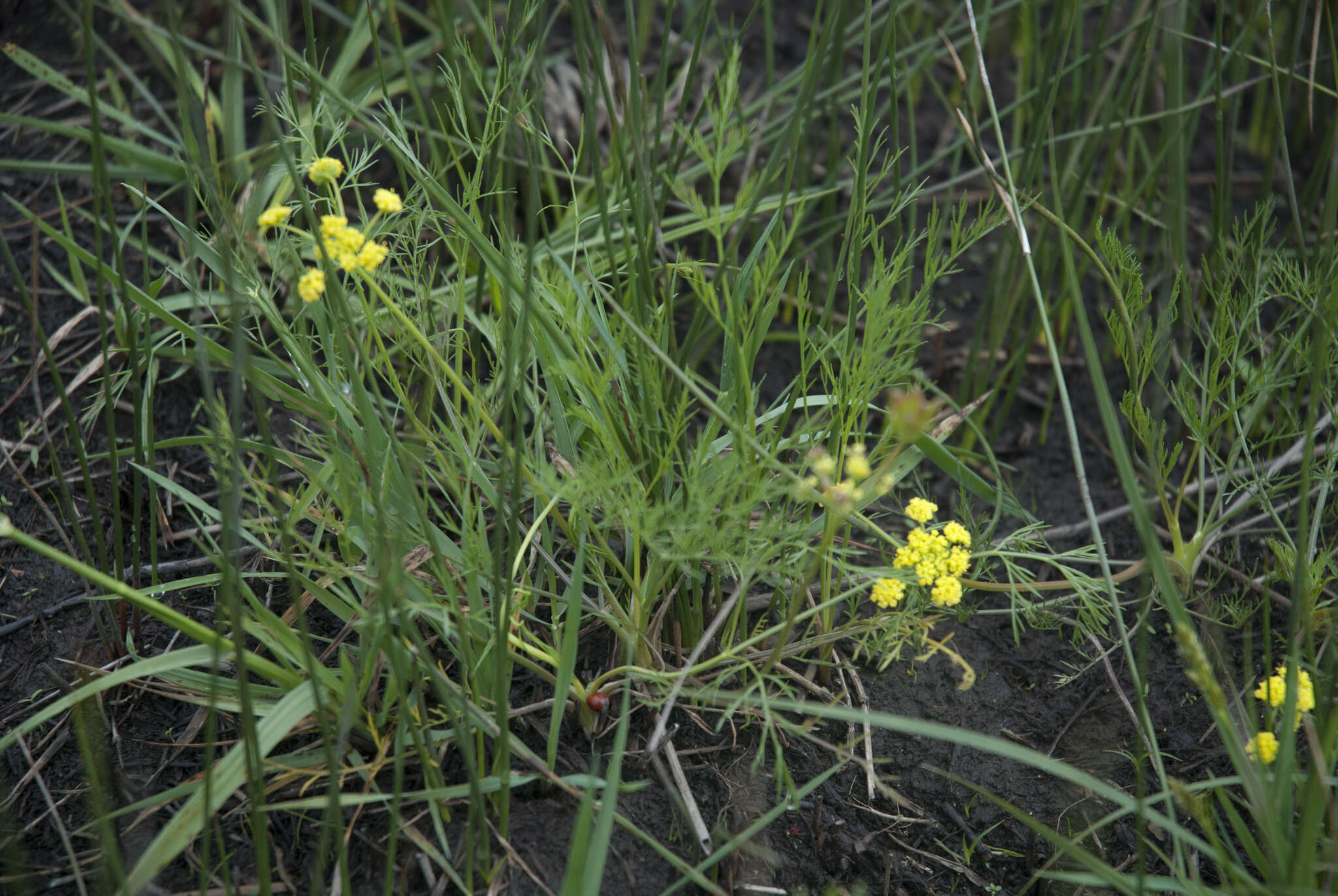 صورة Lomatium bradshawii (Rose ex Mathias) Mathias & Constance